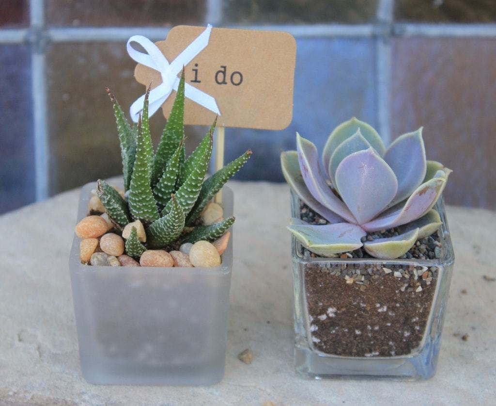 20 Favor Tags-Accessory-The Succulent Source