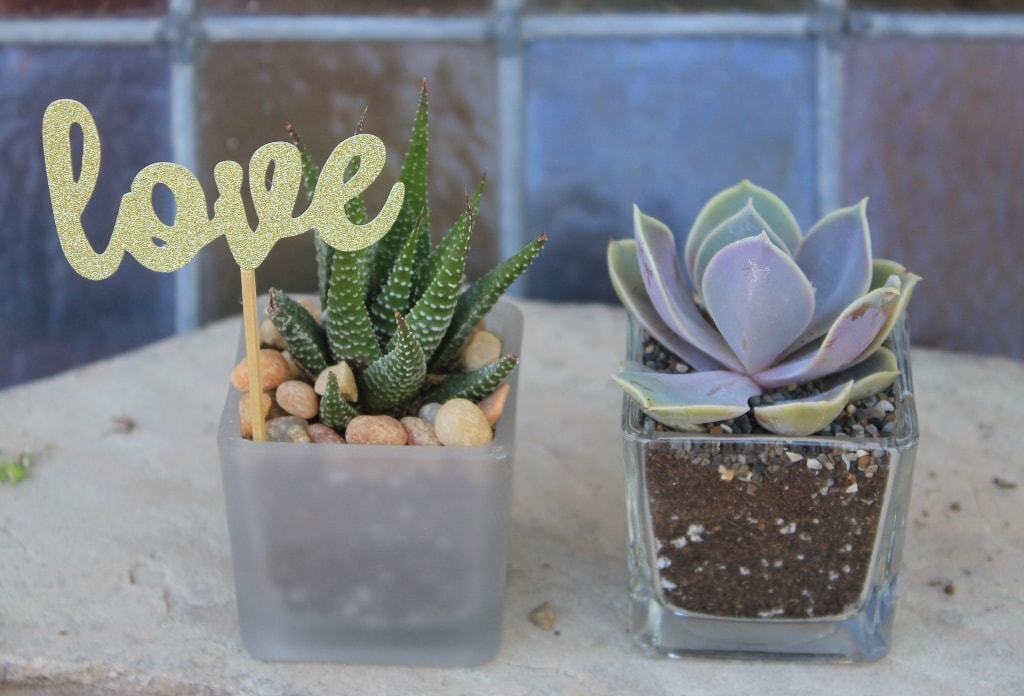 20 Favor Tags-Accessory-The Succulent Source