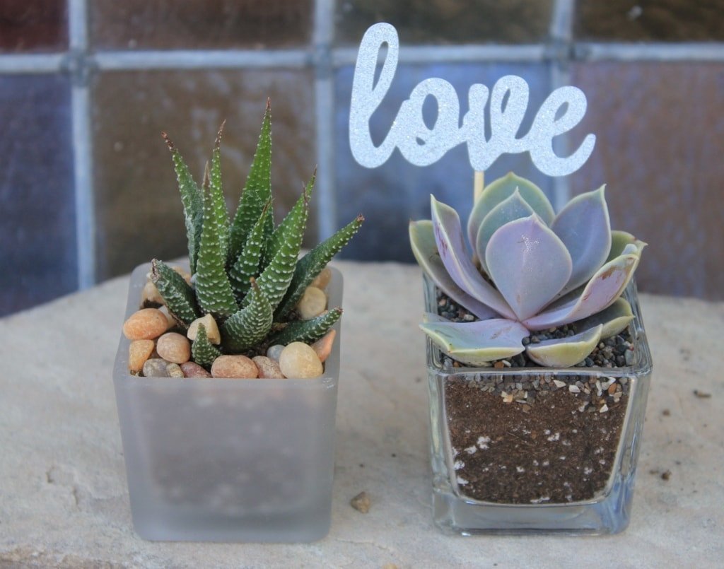 20 Favor Tags bulk wholesale succulent prices at the succulent source - 5