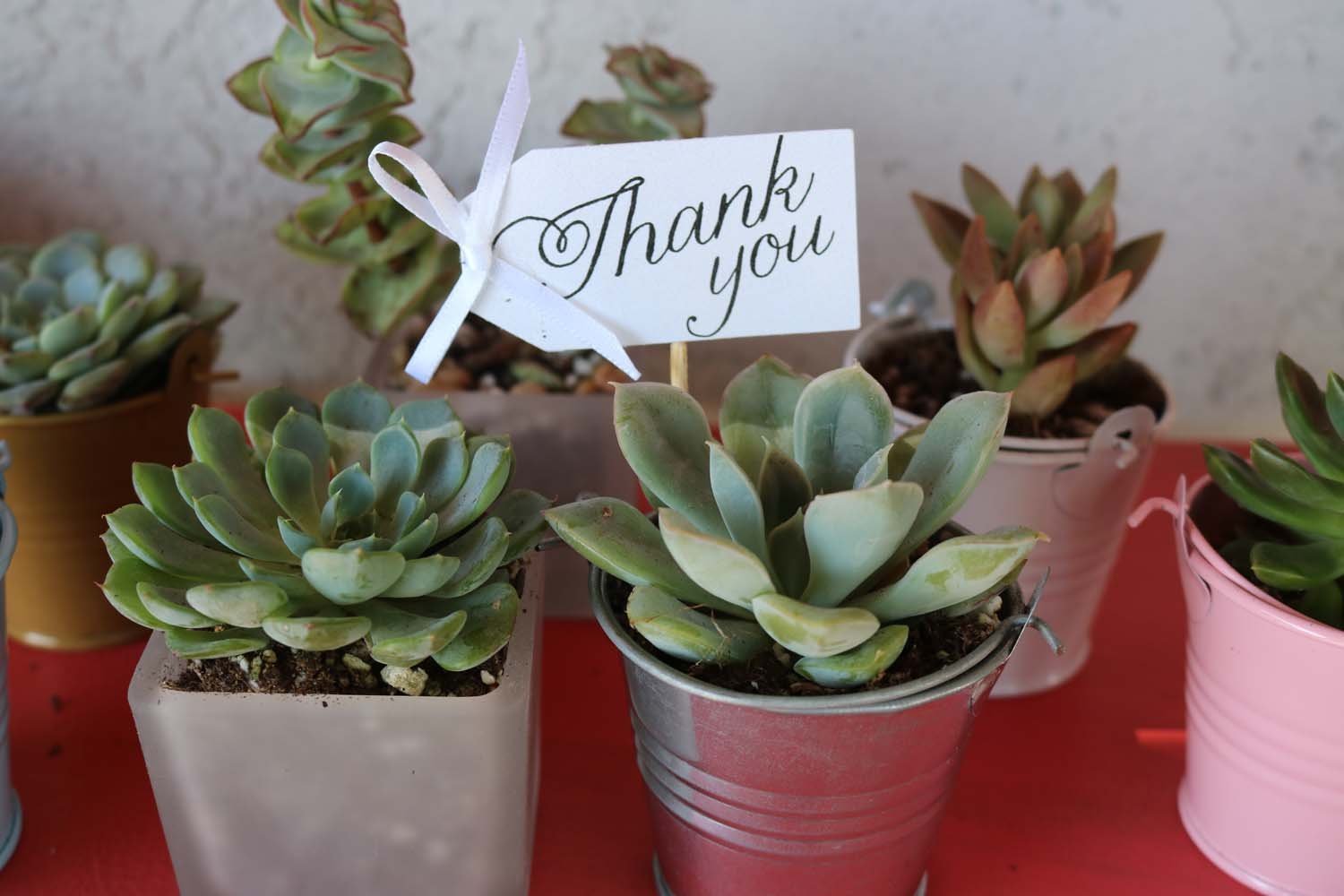 20 Favor Tags-Accessory-The Succulent Source