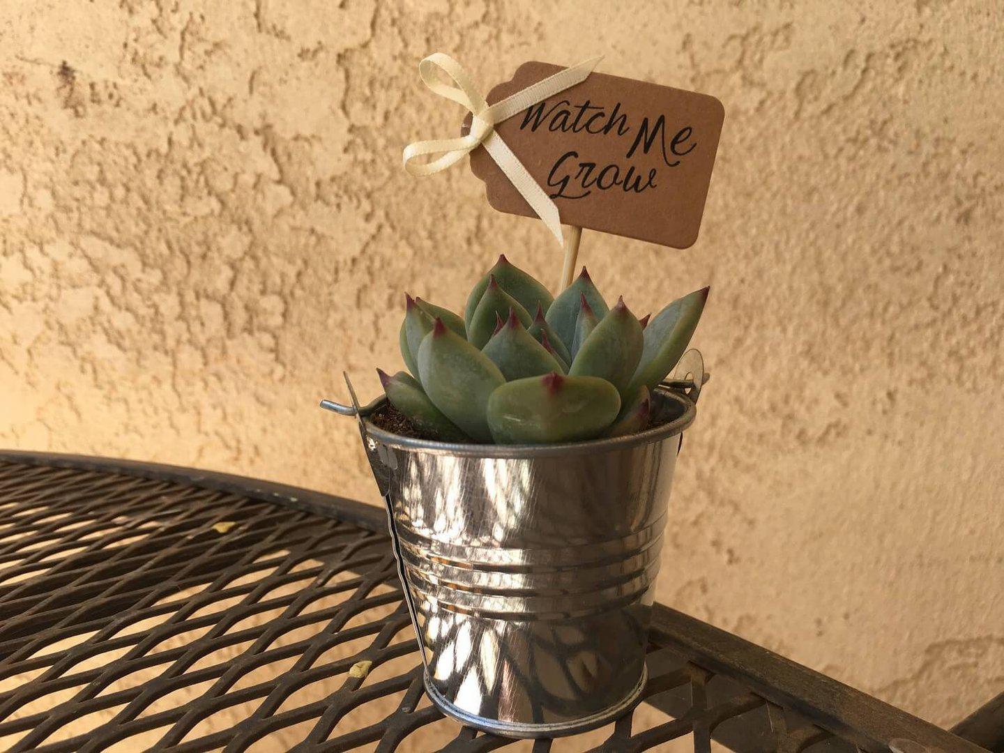 20 Favor Tags-Accessory-The Succulent Source
