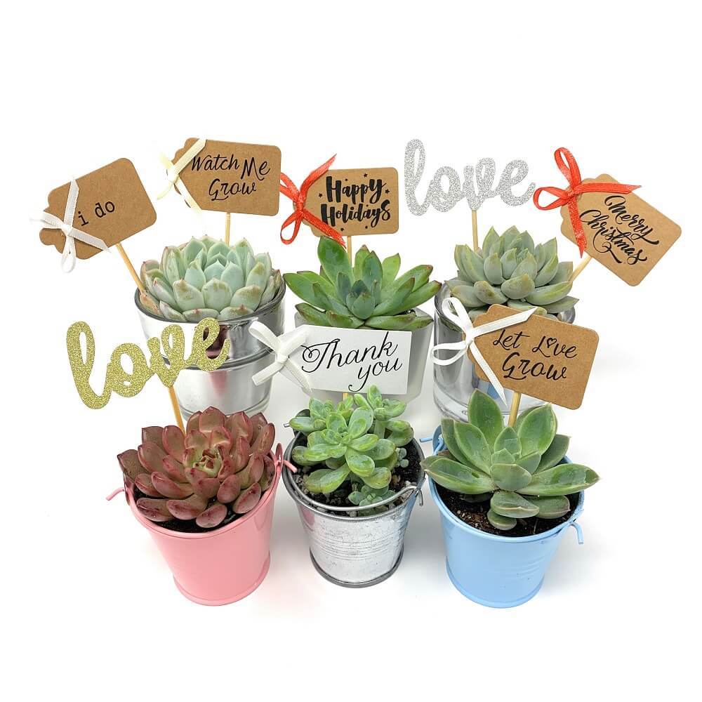 succulent plant tags 20 Pack