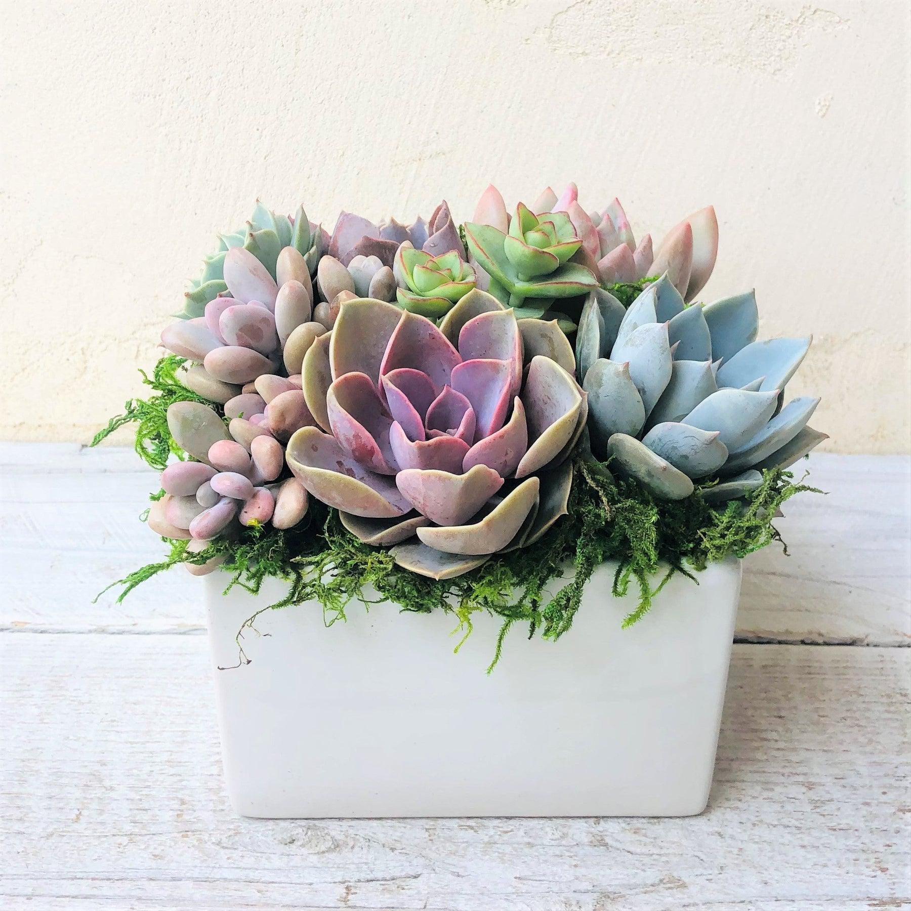 Simply Classic Ceramic Planter.