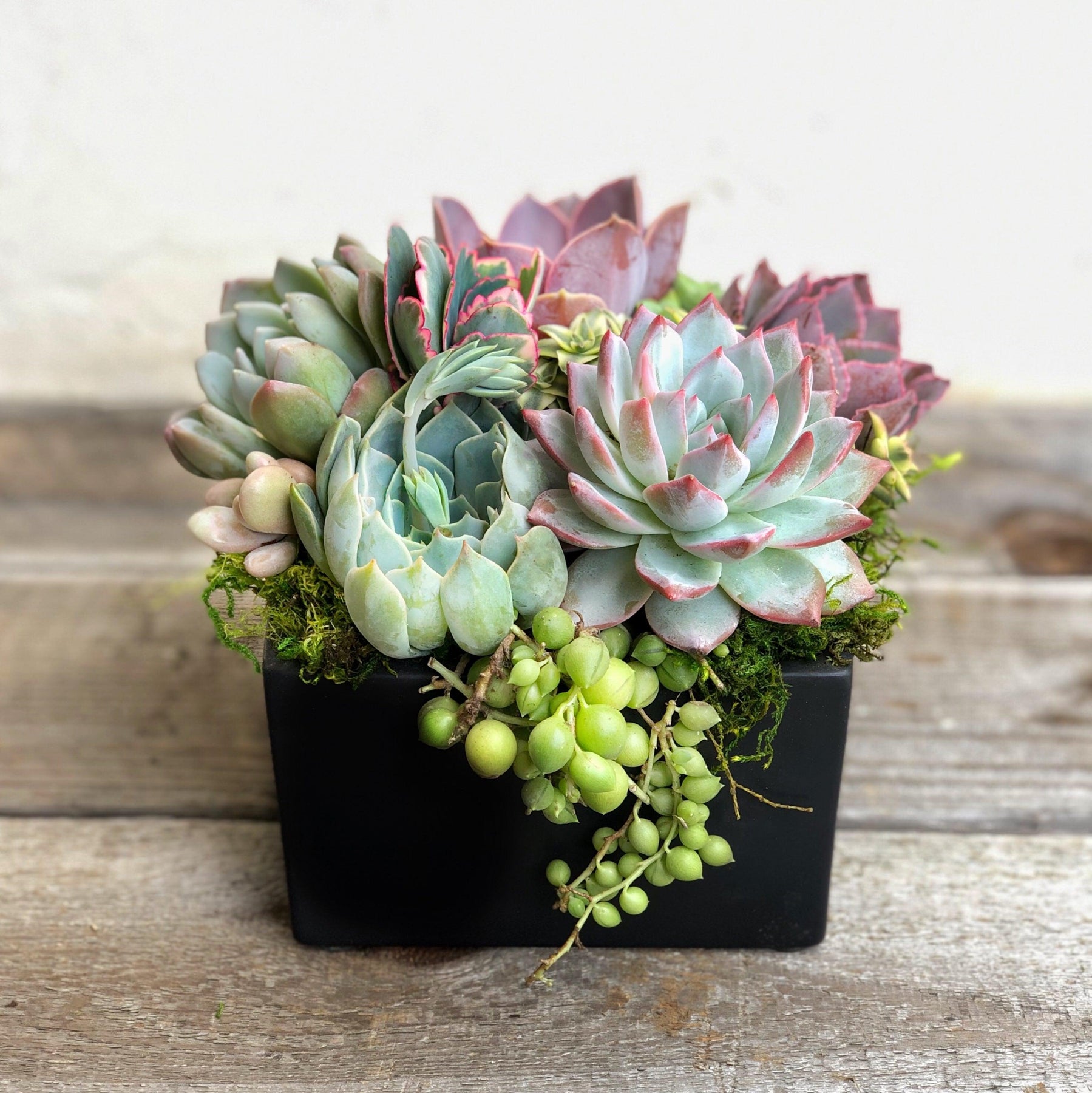 Simply Classic Square Ceramic Planted with Succulents.