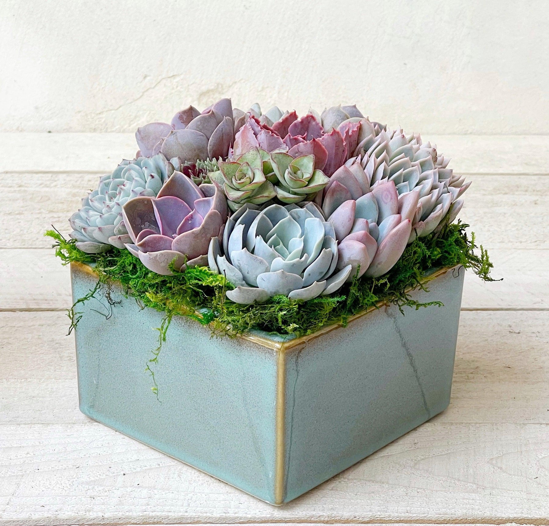 Simply Classic Square Ceramic Planted with Succulents.