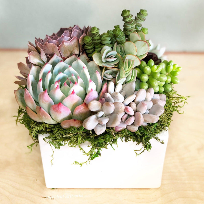 Simply Classic Square Ceramic Planted with Succulents.