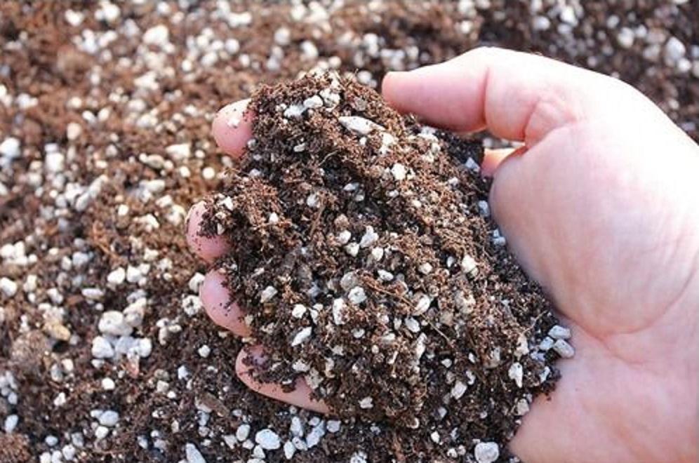 succulent plant soil mixture Soil, Pumice, Perlite, Worm Castings