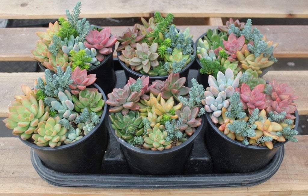 succulent plants bulk near me Succulent Gardens in 1 gallon nursery containers