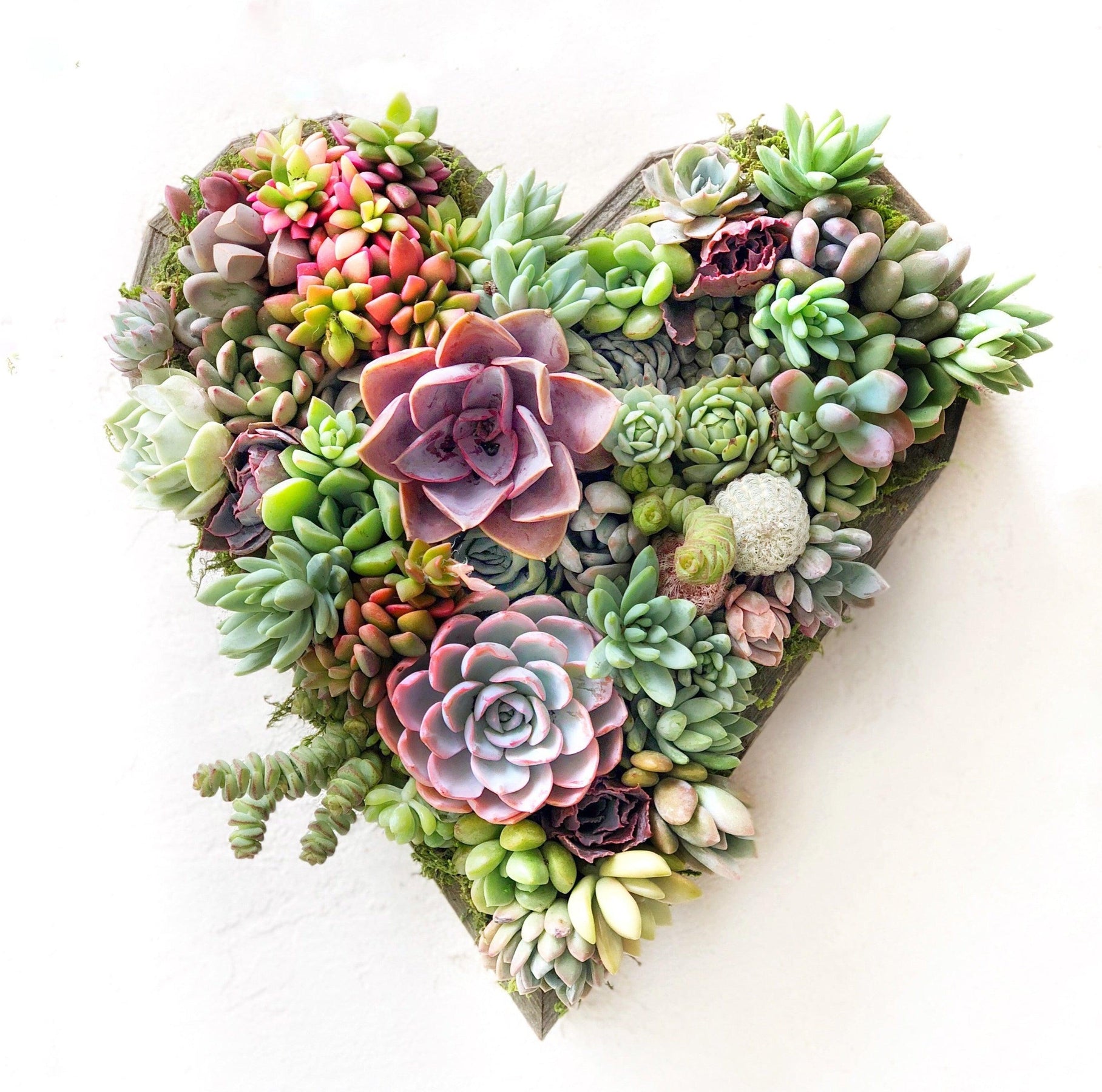 Succulent Heart-Shaped Vertical Garden.