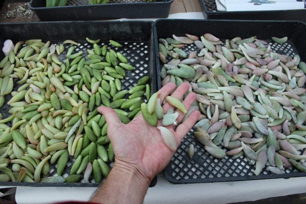 succulent cuttings wholesale Succulent Rosette Leaf Starters 50 Leaf Starters