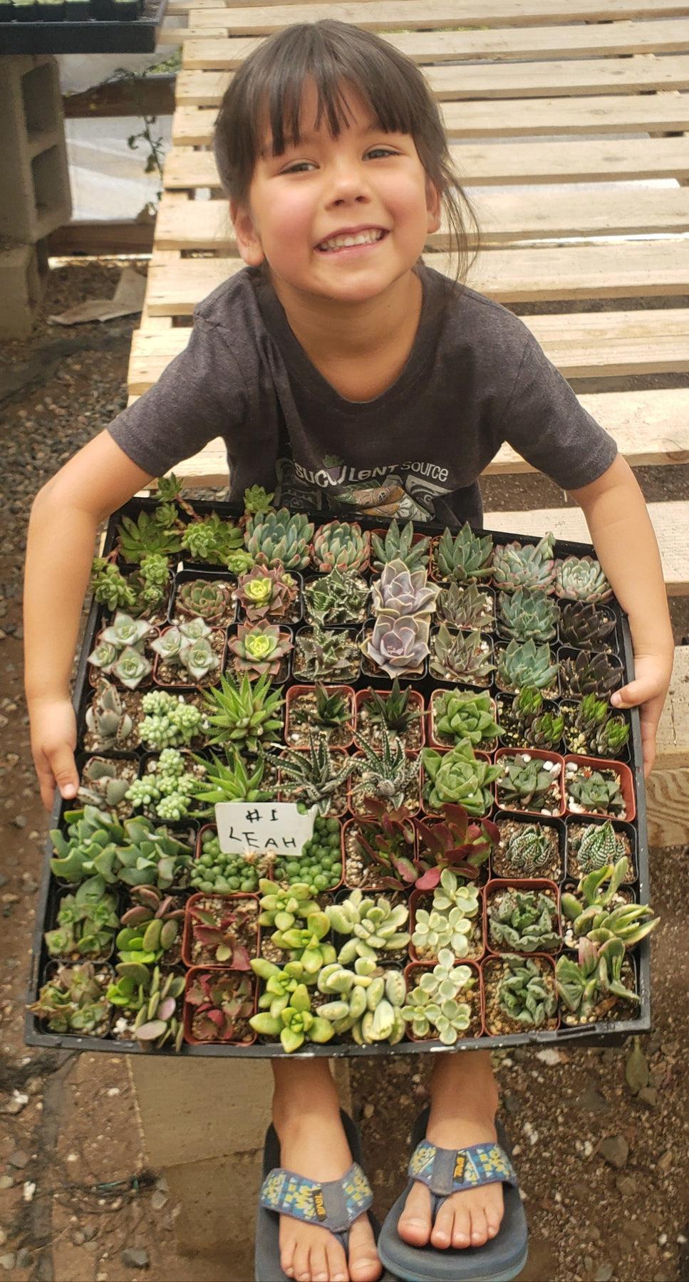 Succulent Specials hand picked by Justus, Leah & Beau-Succulent - Small-The Succulent Source