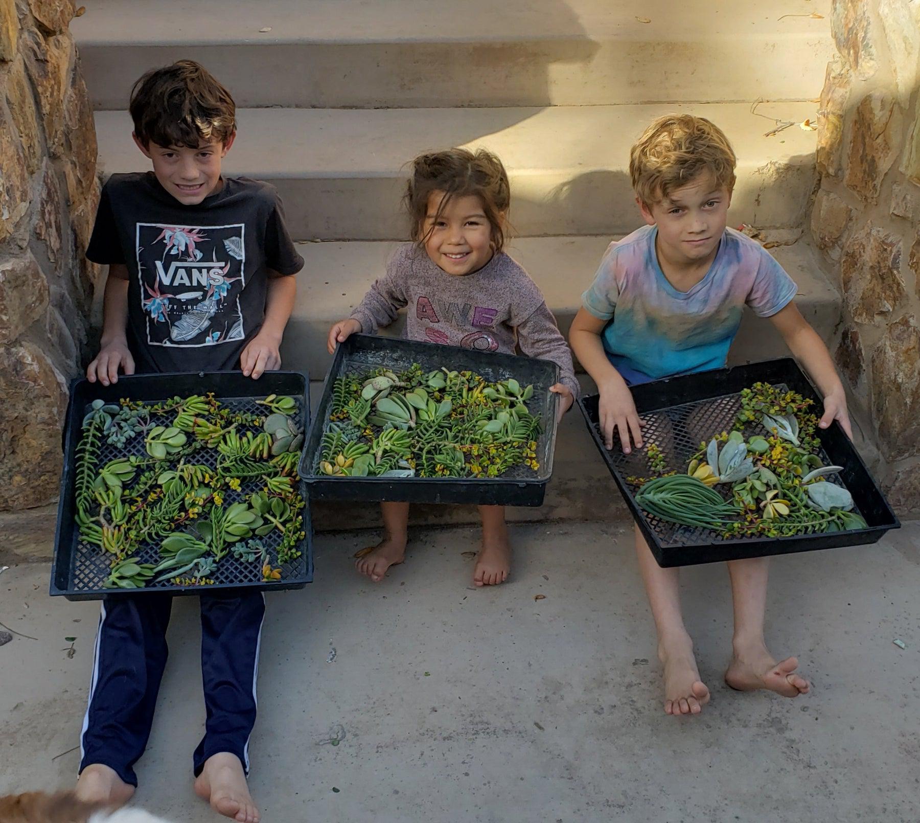 young's succulents Succulent Specials hand picked by Justus, Leah & Beau