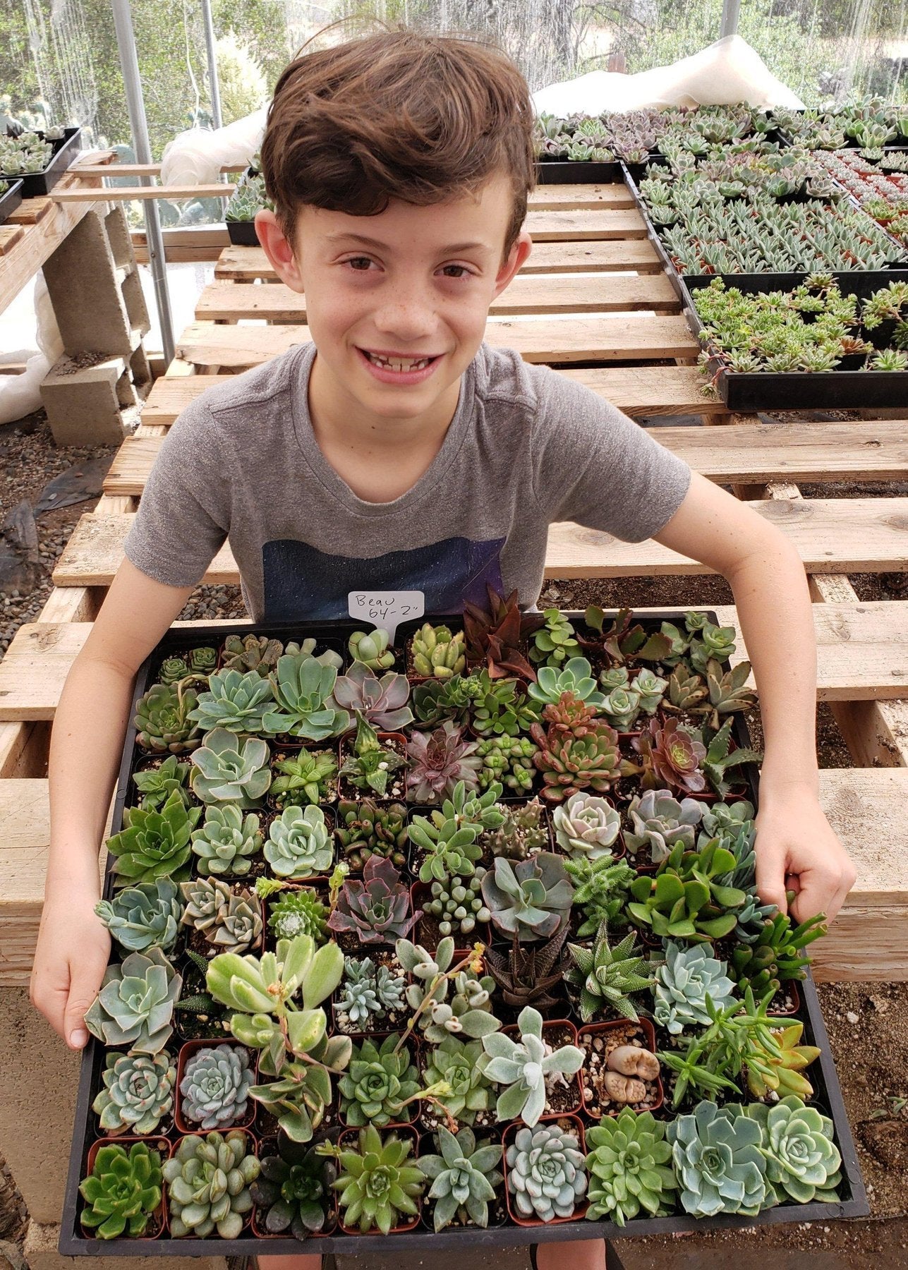 Succulents (EXACT) by Beau-Succulent - Small-The Succulent Source