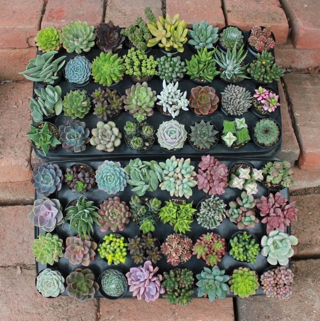 my succulent collection Succulents of the Month Club Subscription Box