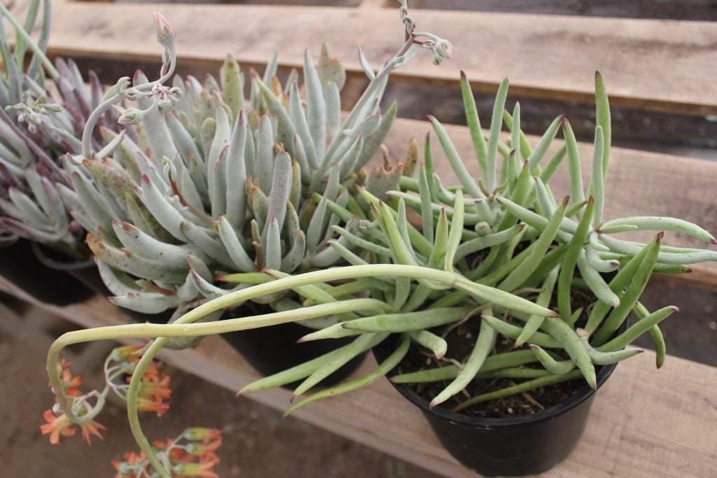 COTYLEDON 3 PACK in 1 gallon container-Succulent - Large-The Succulent Source