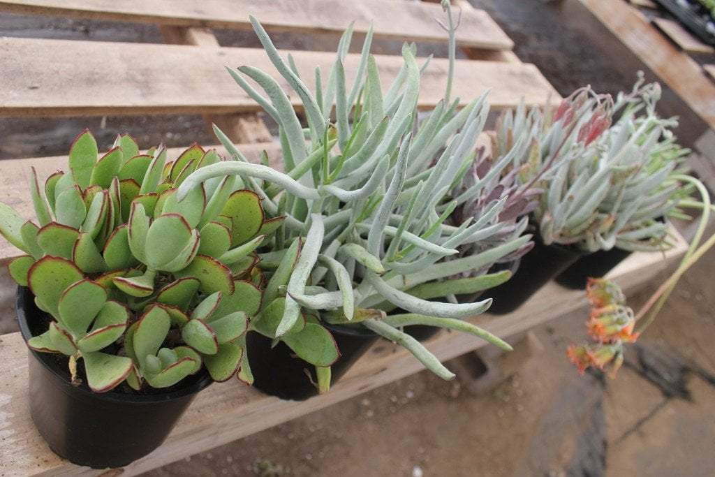 COTYLEDON 3 PACK in 1 gallon container-Succulent - Large-The Succulent Source