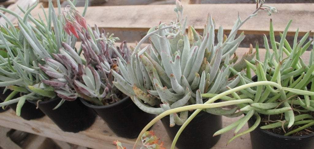 COTYLEDON 3 PACK in 1 gallon container-Succulent - Large-The Succulent Source