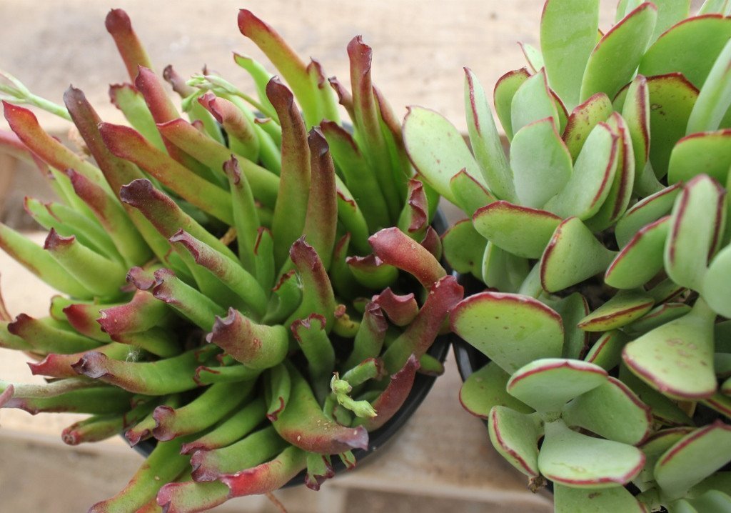 COTYLEDON 3 PACK in 1 gallon container-Succulent - Large-The Succulent Source