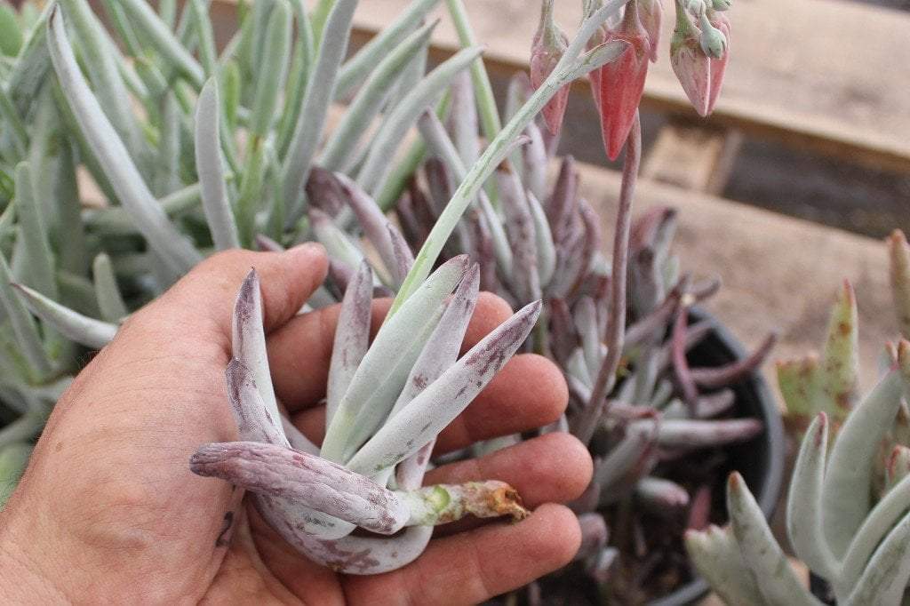 COTYLEDON 3 PACK in 1 gallon container-Succulent - Large-The Succulent Source