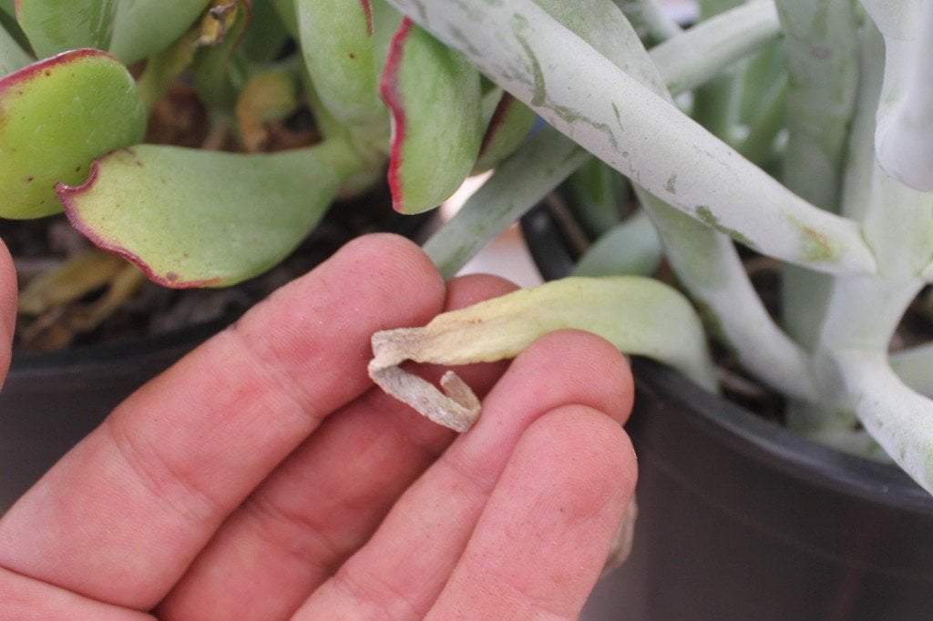 COTYLEDON 3 PACK in 1 gallon container-Succulent - Large-The Succulent Source