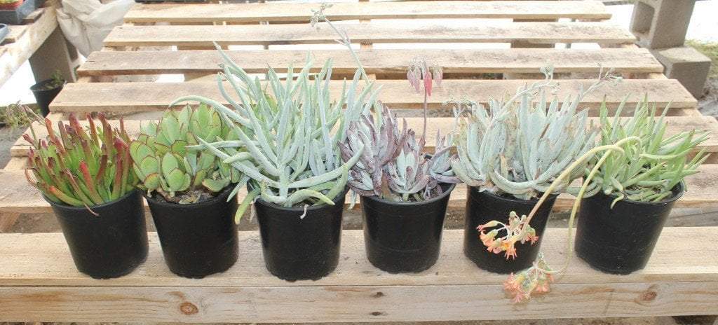 Three COTYLEDONs Potted in 1 Gallon Nursery Containers