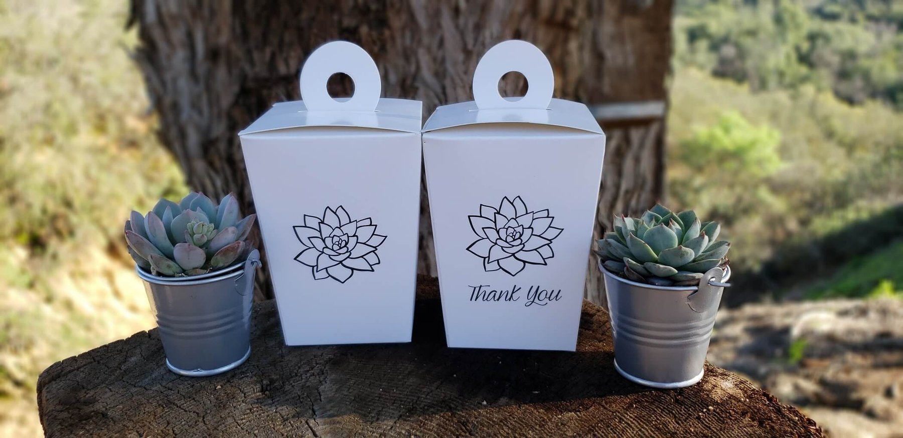 miles to go succulents To-Go Box