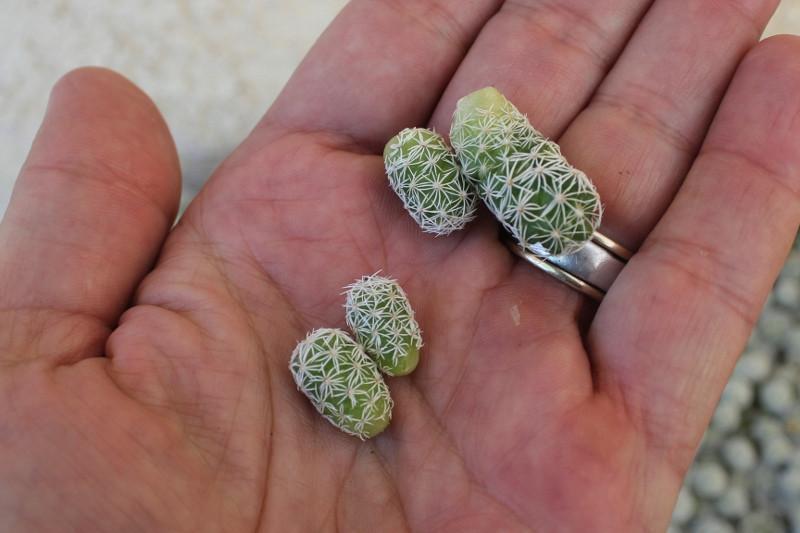 Tray of 98 Mammillaria fragilis Thimble Cactus-Cactus - Specialty-The Succulent Source