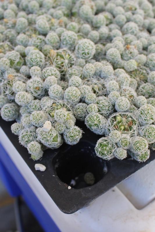 Tray of 98 Mammillaria fragilis Thimble Cactus-Cactus - Specialty-The Succulent Source