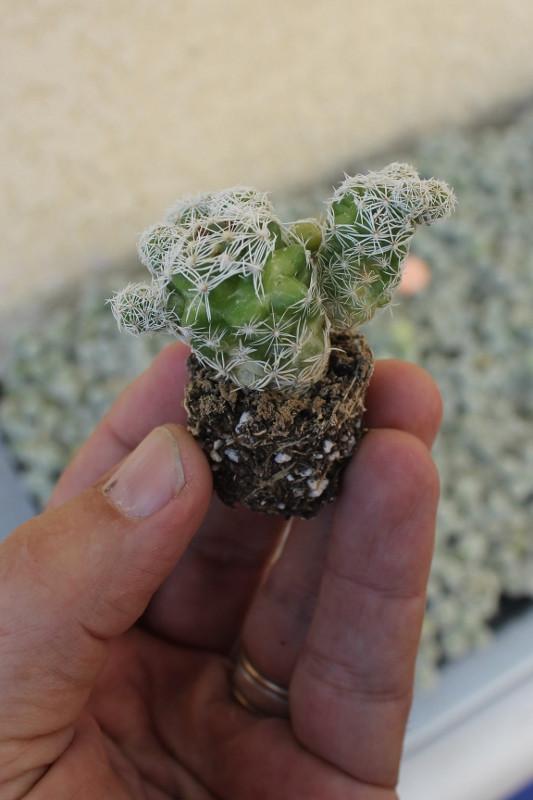 Tray of 98 Mammillaria fragilis Thimble Cactus-Cactus - Specialty-The Succulent Source