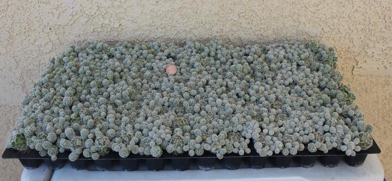 Tray of 98 Mammillaria fragilis Thimble Cactus-Cactus - Specialty-The Succulent Source