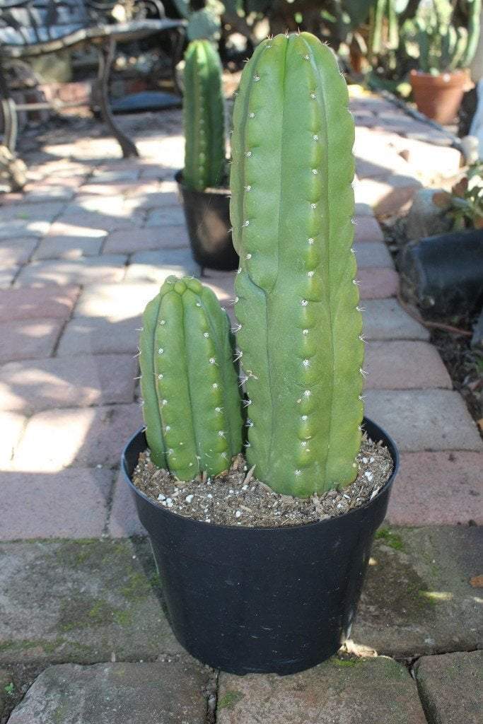 San Pedro Pachanoi Cactus Rooted & Potted  FREE SHIPPING bulk wholesale succulent prices at the succulent source - 6