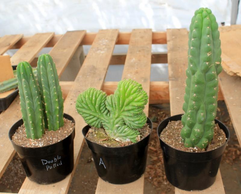 san pedro cactus potted Trichocereus Assorted Potted Ornamental Cactus