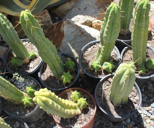 Potted Trichocereus Bridgesii Cactus 10-14" from soil to top Free Shipping bulk wholesale succulent prices at the succulent source - 11