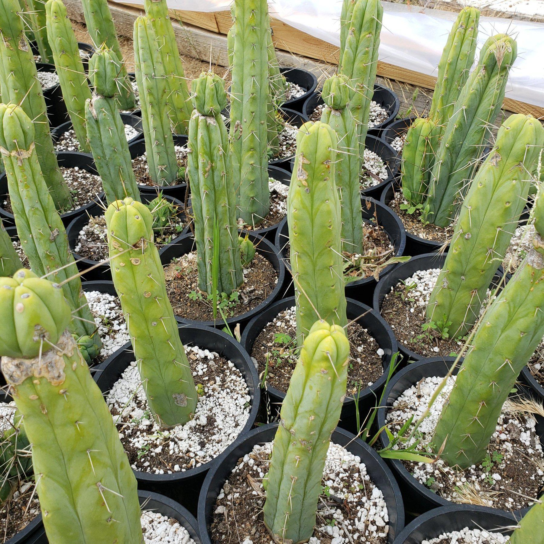 Trichocereus Bridgesii Cactus potted 10-14"-Cactus - Large-The Succulent Source
