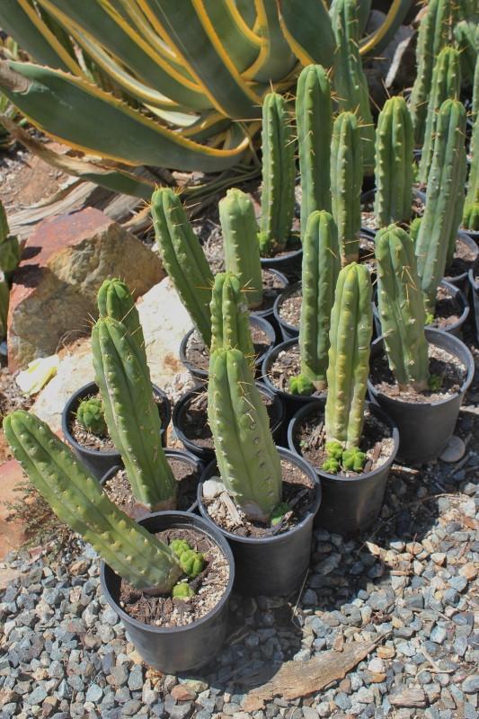 Potted Trichocereus Bridgesii Cactus 10-14" from soil to top Free Shipping bulk wholesale succulent prices at the succulent source - 4