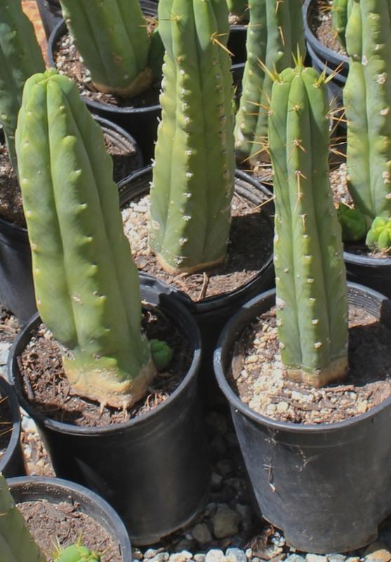 Potted Trichocereus Bridgesii Cactus 10-14" from soil to top Free Shipping bulk wholesale succulent prices at the succulent source - 9