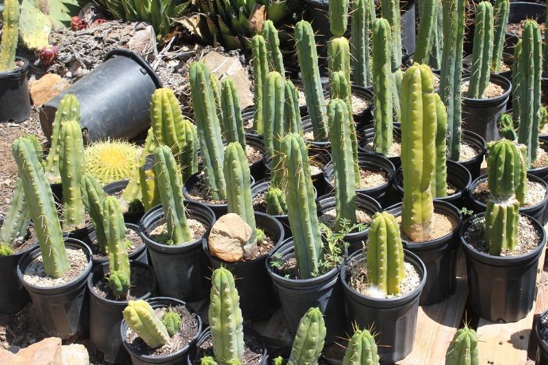 Potted Trichocereus Bridgesii Cactus 10-14" from soil to top Free Shipping bulk wholesale succulent prices at the succulent source - 1
