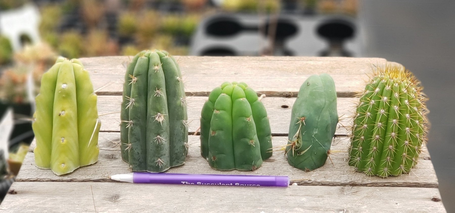 Trichocereus Ornamental Cactus Starter Kit and 4