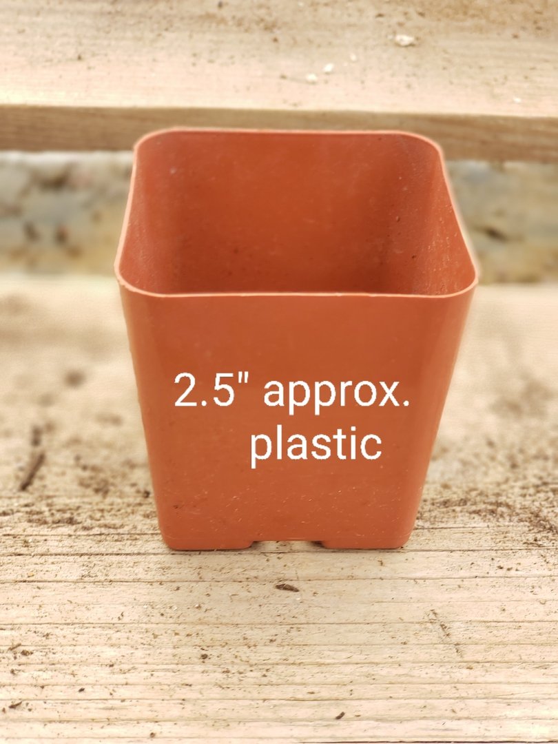 Used Plastic Containers-Accessory-The Succulent Source