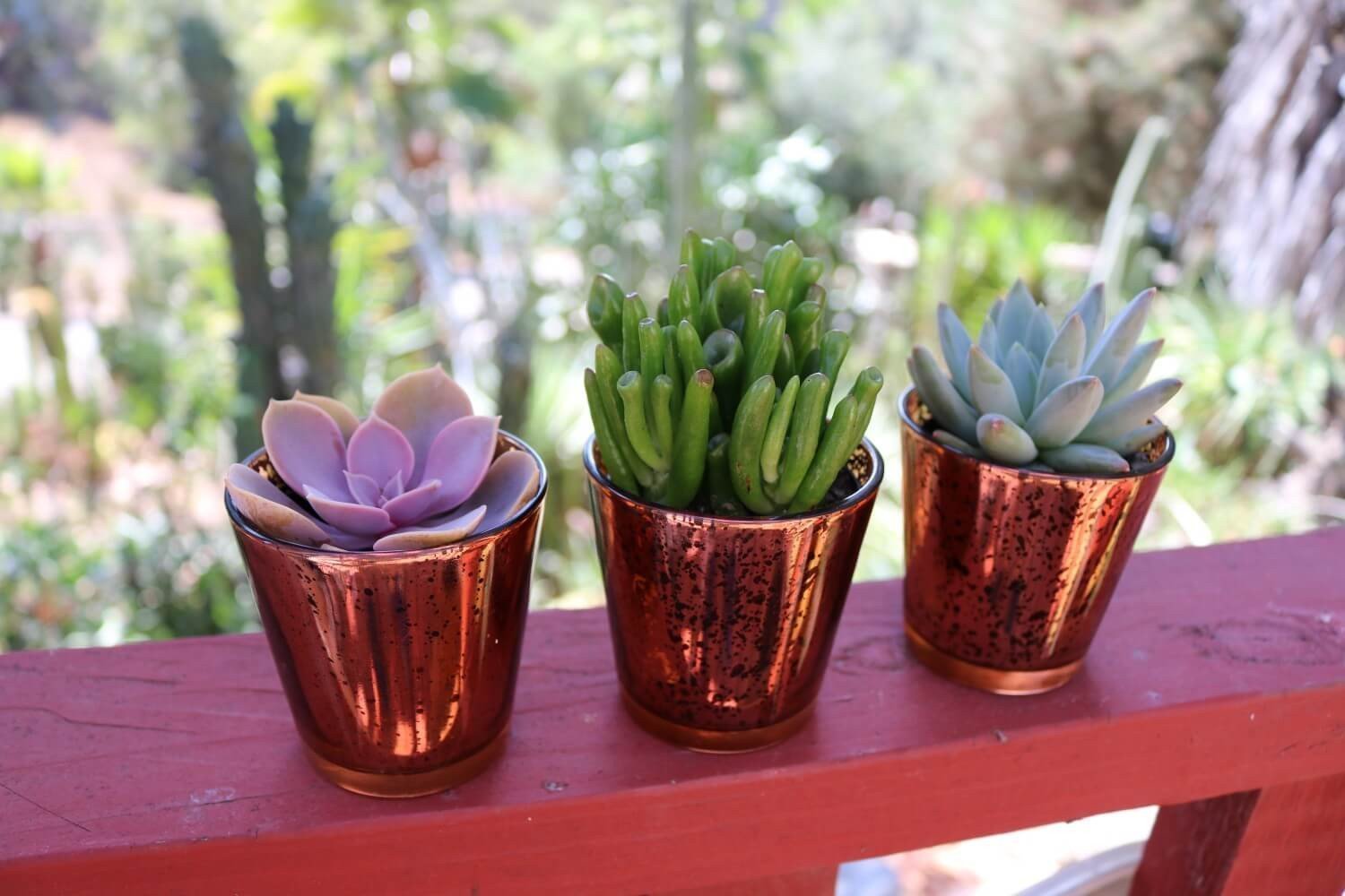 Vintage Glass - Say It with Succulents bulk wholesale succulent prices at the succulent source - 10