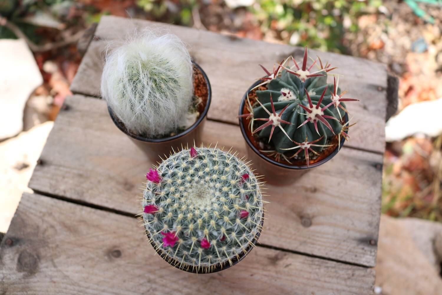 Vintage Glass - Say It with Succulents bulk wholesale succulent prices at the succulent source - 12