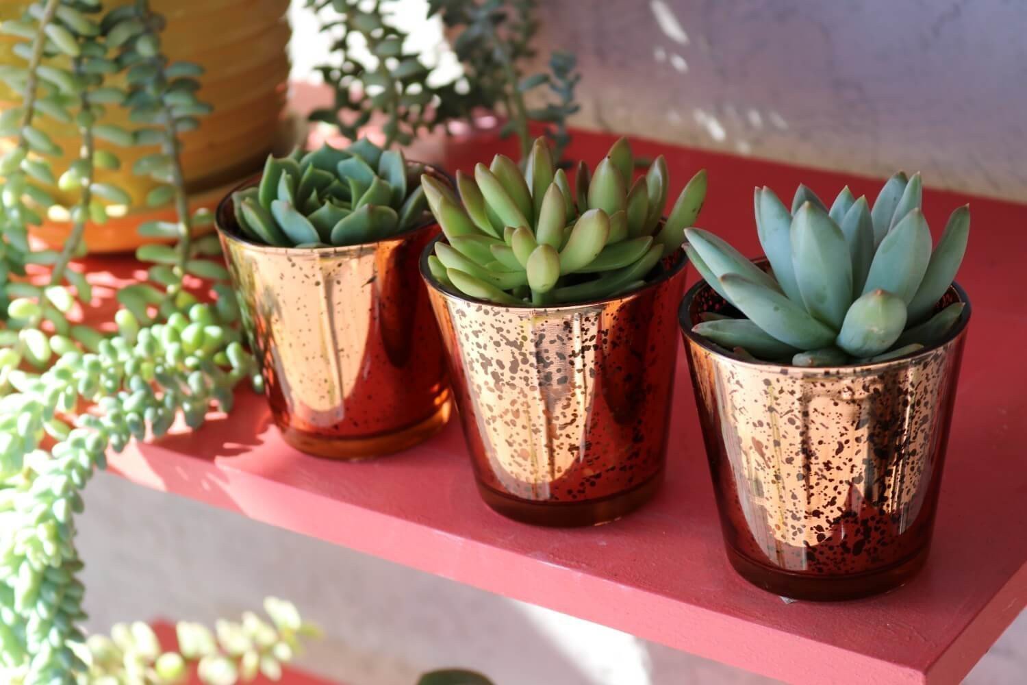 Vintage Glass - Say It with Succulents bulk wholesale succulent prices at the succulent source - 2