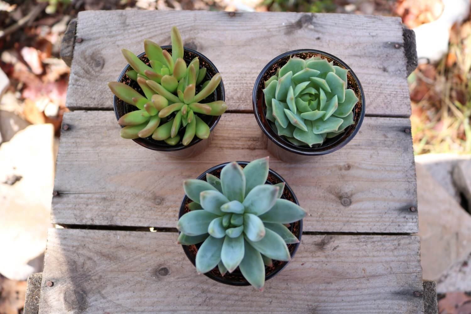 Vintage Glass - Say It with Succulents bulk wholesale succulent prices at the succulent source - 3