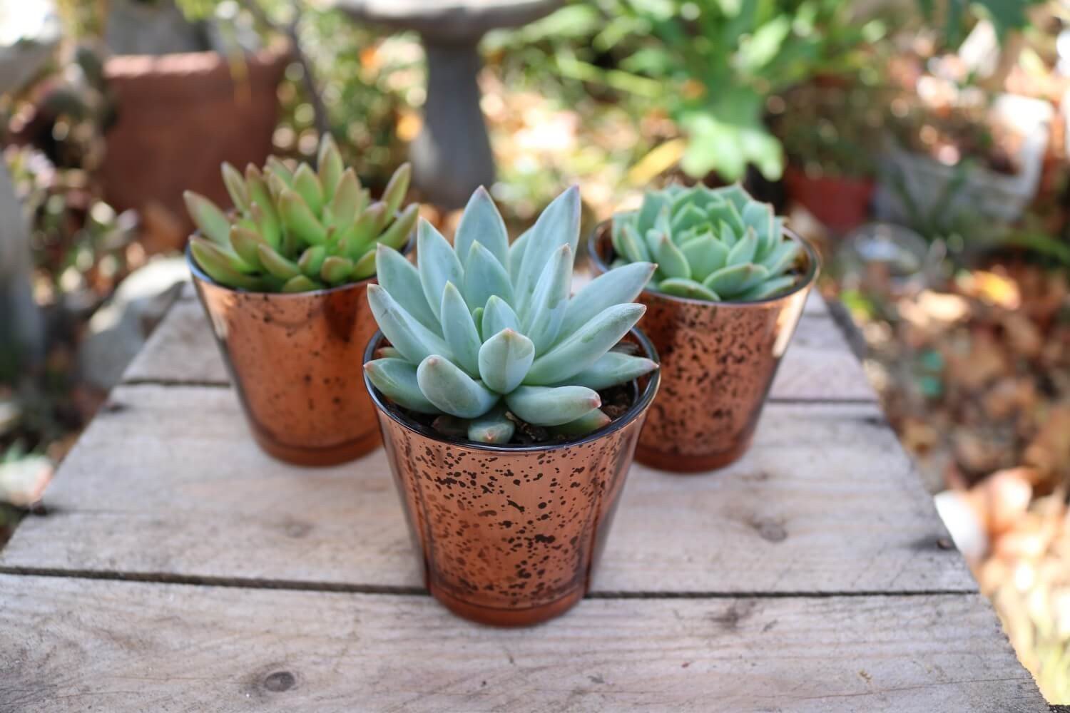 Vintage Glass - Say It with Succulents bulk wholesale succulent prices at the succulent source - 4