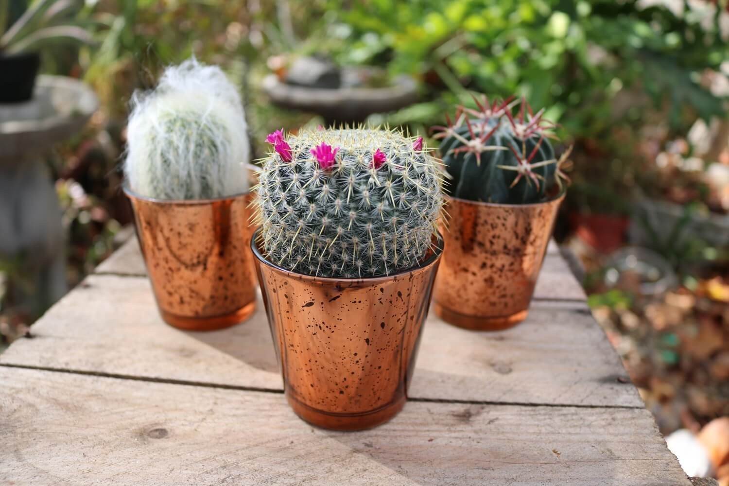 Vintage Glass - Say It with Succulents bulk wholesale succulent prices at the succulent source - 6