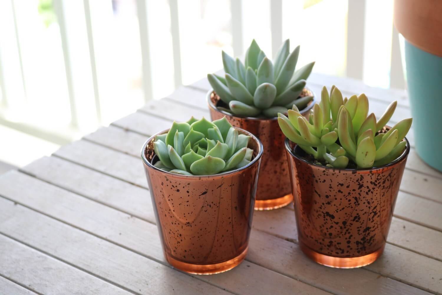 Vintage Glass - Say It with Succulents bulk wholesale succulent prices at the succulent source - 7