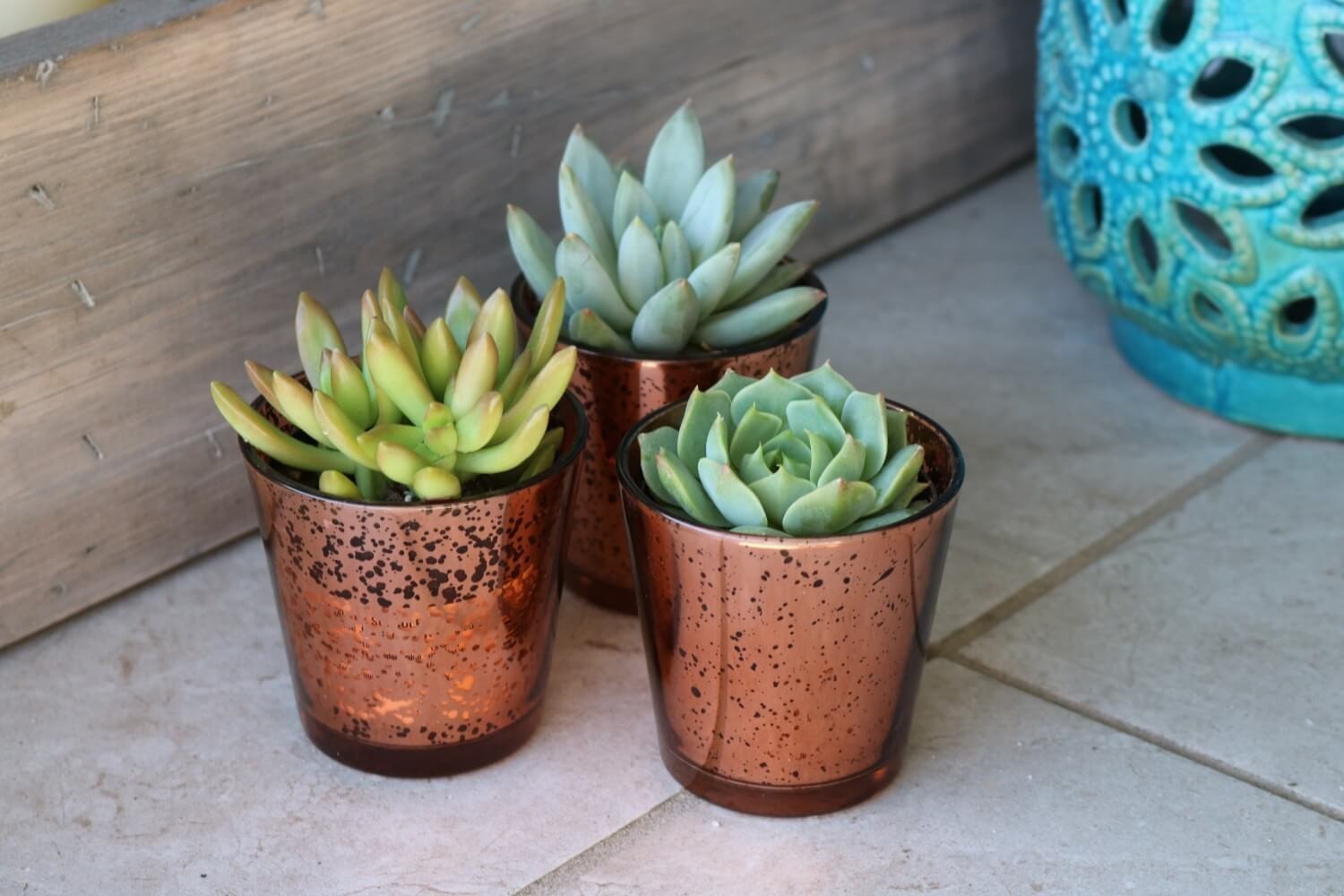 Vintage Glass - Say It with Succulents bulk wholesale succulent prices at the succulent source - 8