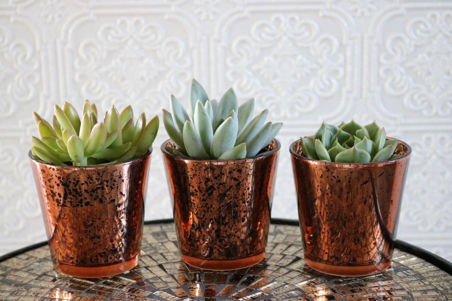 Vintage Glass - Say It with Succulents bulk wholesale succulent prices at the succulent source - 9