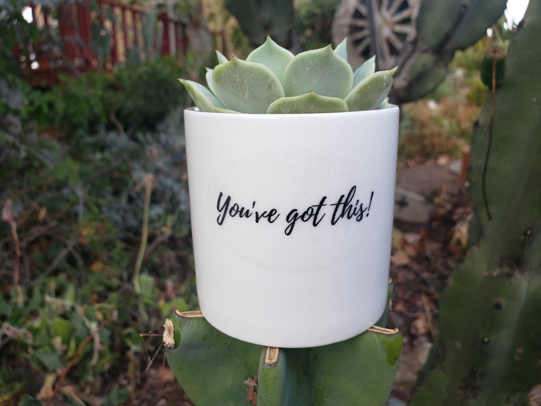 "You've Got This!" Succulent Gift-SayIt-The Succulent Source