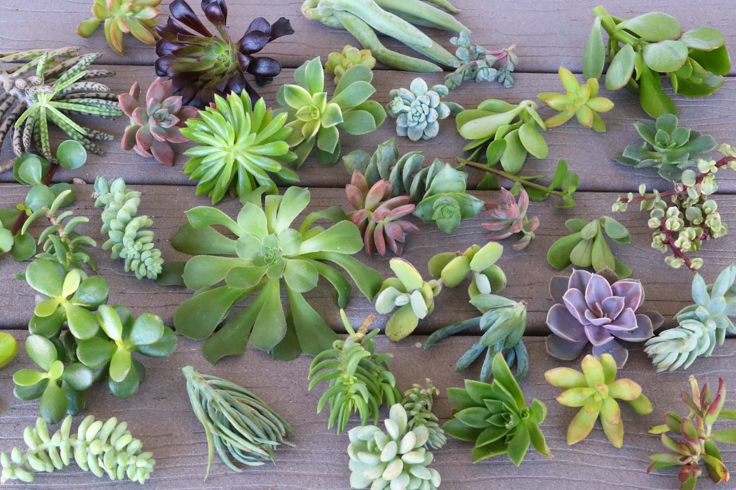 Cuttings - Assorted Succulents bulk wholesale succulent prices at the succulent source